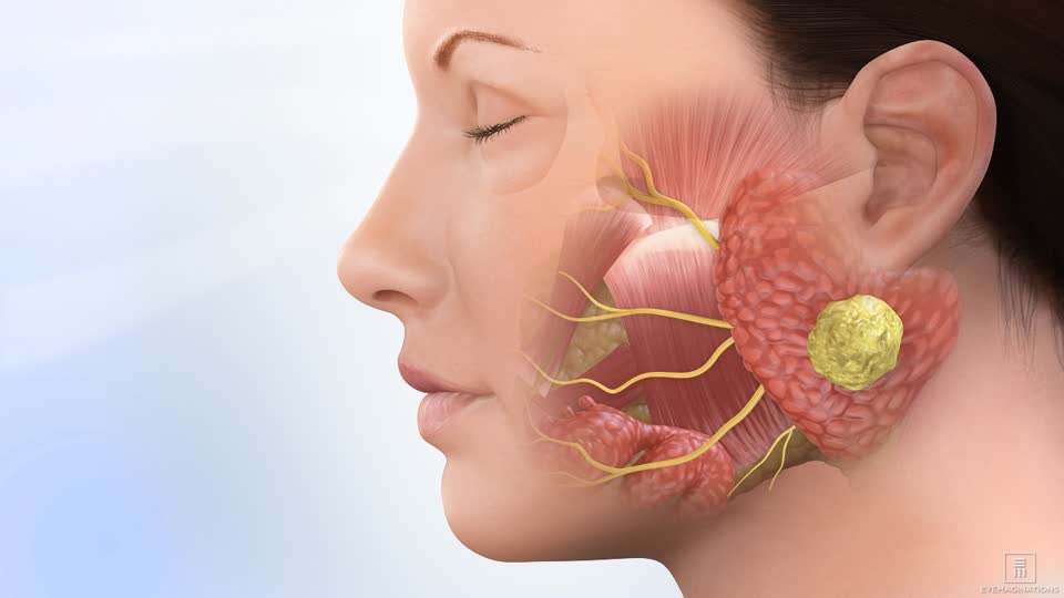 Salivary Glands