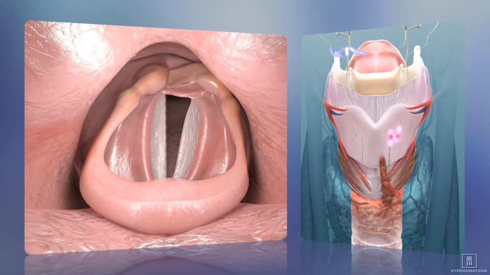 Salivary Glands